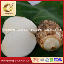 Wholesale Fresh Taro in Bulk New Crop